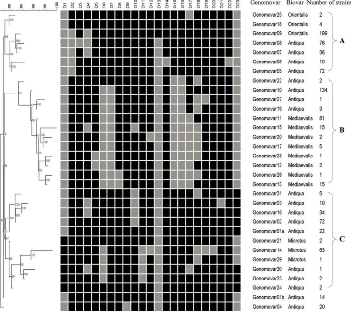 Figure 1. Neighbor-Joining Dendrogram of the 32 genomovars based on DFR profiles. The black and grey squares indicated the presence and absence of the corresponding DFRs, respectively