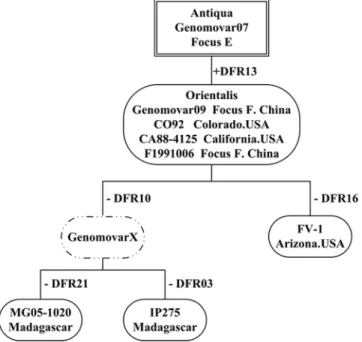 Figure 3. The microevolution scenario of Orientalis strains based on the gain-and-loss of DFRs
