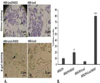 Figure  4.    Detection  of  senescence  before  and  after  treatment  with  sub-lethal  dose  of  H 2 O 2 using  gimsa  and  β-gal  staining