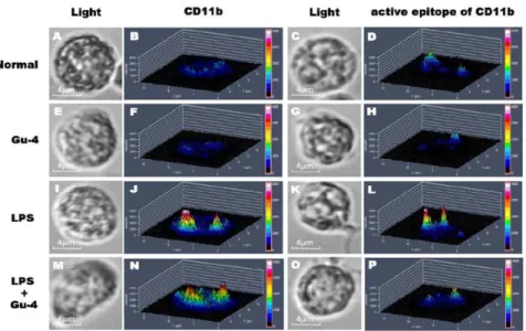 Figure 6. Effects of Gu-4 on activation of Syk in LPS stimulated THP-1 cells. A: Western Blot analyses of Syk and phosphorylated Syk (p-Syk) in THP-1 cells stimulated with LPS alone (100 ng/ml), LPS (100 ng/ml) plus Gu-4 (40 nmol/ml), or Gu-4 alone (40 nmo