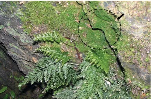 Fig. 9.- In-situ photograph of V. speciosa (ARAN 69149), showing the sporophyte and gametophyte generations.
