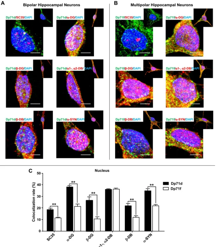 Fig 5. Colocalization of Dp71s with SC35 or DAP in bipolar and multipolar hippocampal neurons