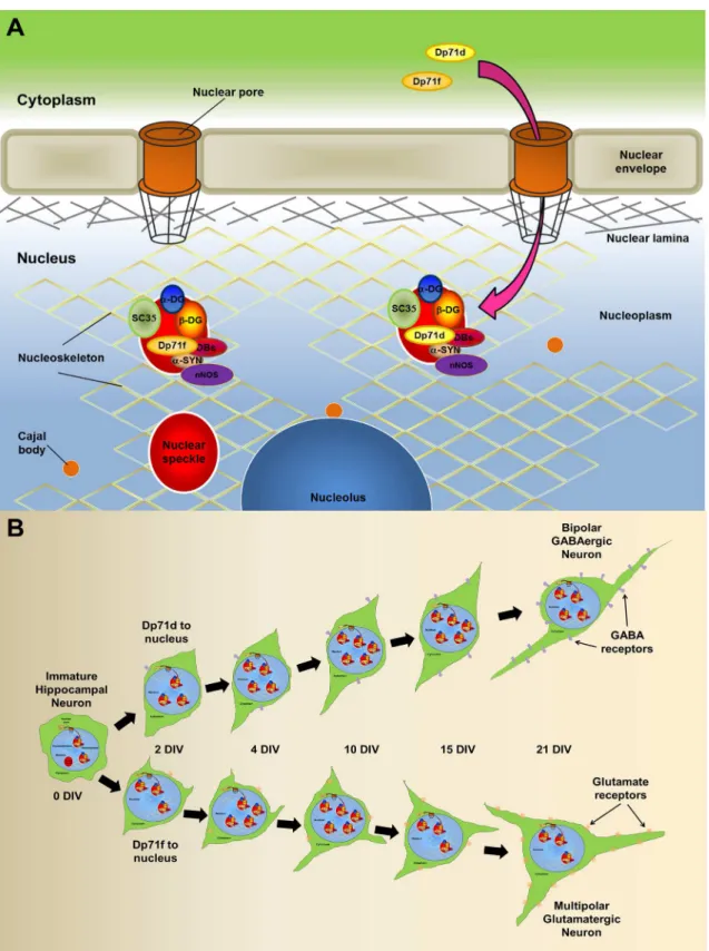 Fig 8. (A) Hypothetical model showing the nuclear localization of Dp71s-DAPC in hippocampal neurons