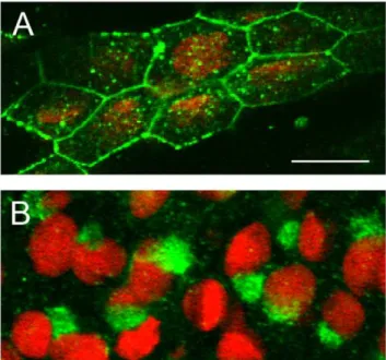 Figure 1. The Cx40.8 antibody is specific. (A) An antibody raised against a Cx40.8 carboxy-terminal peptide detects a single major band from regenerating fin lysates (arrowhead)