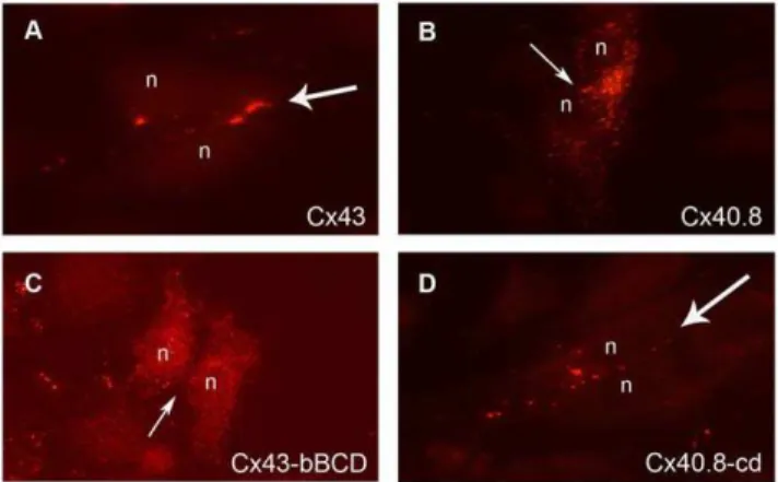 Figure 7. Cx43-mApple and Cx40.8-EGFP co-assemble in common gap junction channels. High resolution fluorescence microscopy was used to provide evidence for co-association of Cx43-mApple and Cx40.8-EGFP in common gap junction channels