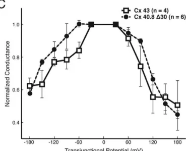 Figure 8. Voltage dependent conductances are similar between Cx43 and Cx40.8-cd in transiently transfected N2a cells