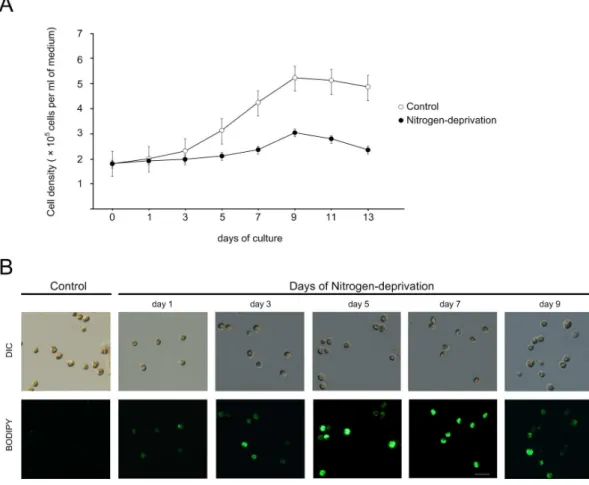 Figure 1. Effect of nitrogen-deprivation on the cell proliferation and lipid accumulation in Symbiodinium 