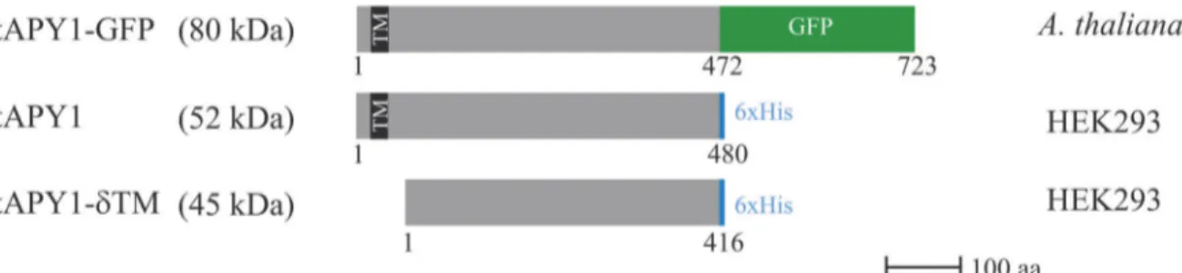 Fig 2. Scheme of the three AtAPY1 proteins analyzed. All three AtAPY1 protein versions analyzed are drawn to scale