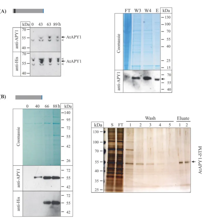 Fig 4. Purification of AtAPY1 and AtAPY1-δTM. The explanation of the colors in the schematic representations of AtAPY1 and AtAPY1-δTM can be found in Fig