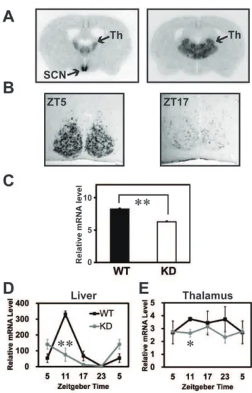 Figure 1. Spatial and temporal expression patterns of the Rgs16 mRNA in brain and its reduction in the KD mice