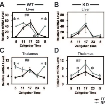 Figure 4. Attenuated FAA in the KD mice under daytime-RF. A, B, Examples of double-plotted actograms of WT (A) or KD (B) mice under RF