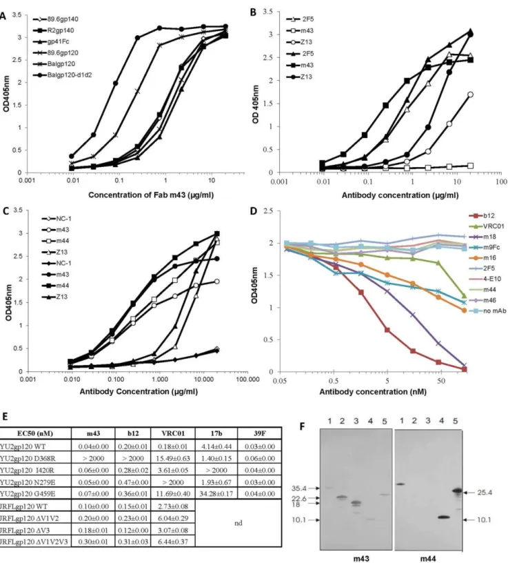 Figure 2. Binding of m43 and control mAbs to recombinant Envs by ELISA (A–E) and to gp41 intermediate structures by Western blot (F)