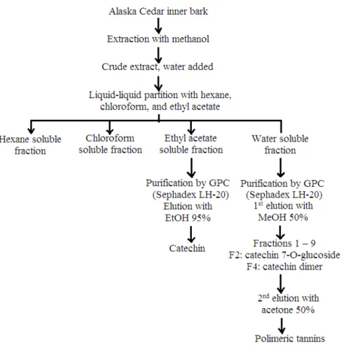 Figure 2. Chromatographic purification of Alaska cedar inner bark. 