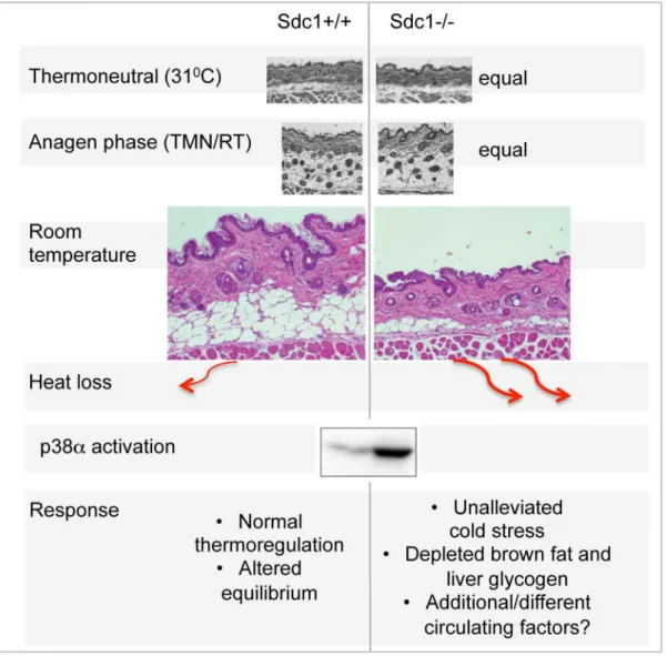 Figure 7. Summary scheme of the effects of deficient intradermal fat in Sdc12/2 mice. The thickness of intradermal fat in non-anagen phases is set by ambient temperature, and is 80% depleted in Sdc12/2 mice housed at room temperatures