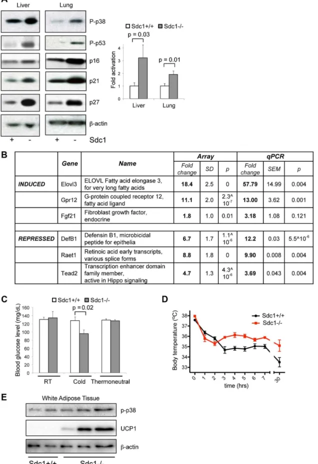 Figure 3. Sdc12/2 mice show systemic hyper-activation of p38a, and other metabolic markers of cold stress