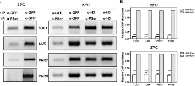 Figure 7. Analysis of CCA1 isoforms bound to the promoters of the oscillator genes. (A) Double ChIP assays of CCA1 isoform binding to the promoters of TOC1, LUX, PRR7 and PRR9 in CCA1-YFP-ox/CKB4-MYC-ox plants entrained under LD cycles at 22uC and transfer