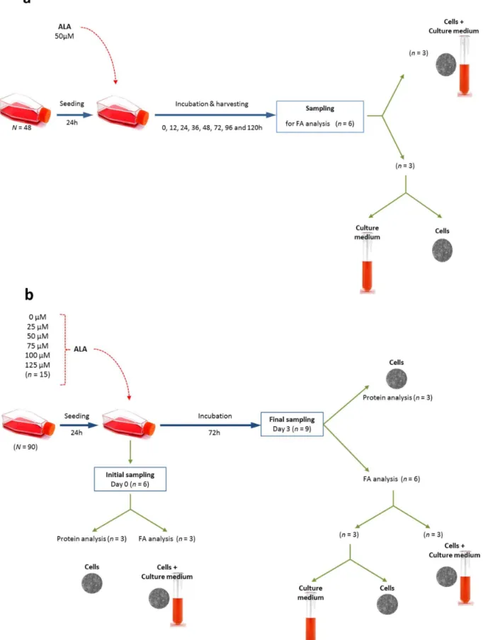 Figure 1. Experimental design for a: the effect of time of incubation, and b: effect of ALA substrate concentration