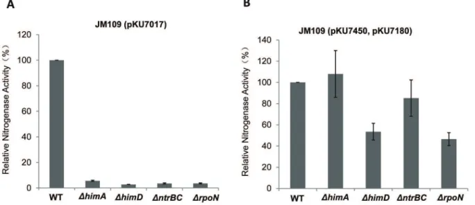 Figure 5. Influence of nitrogen sources on nitrogenase activities of the s 54 -, and T7-dependent nif systems