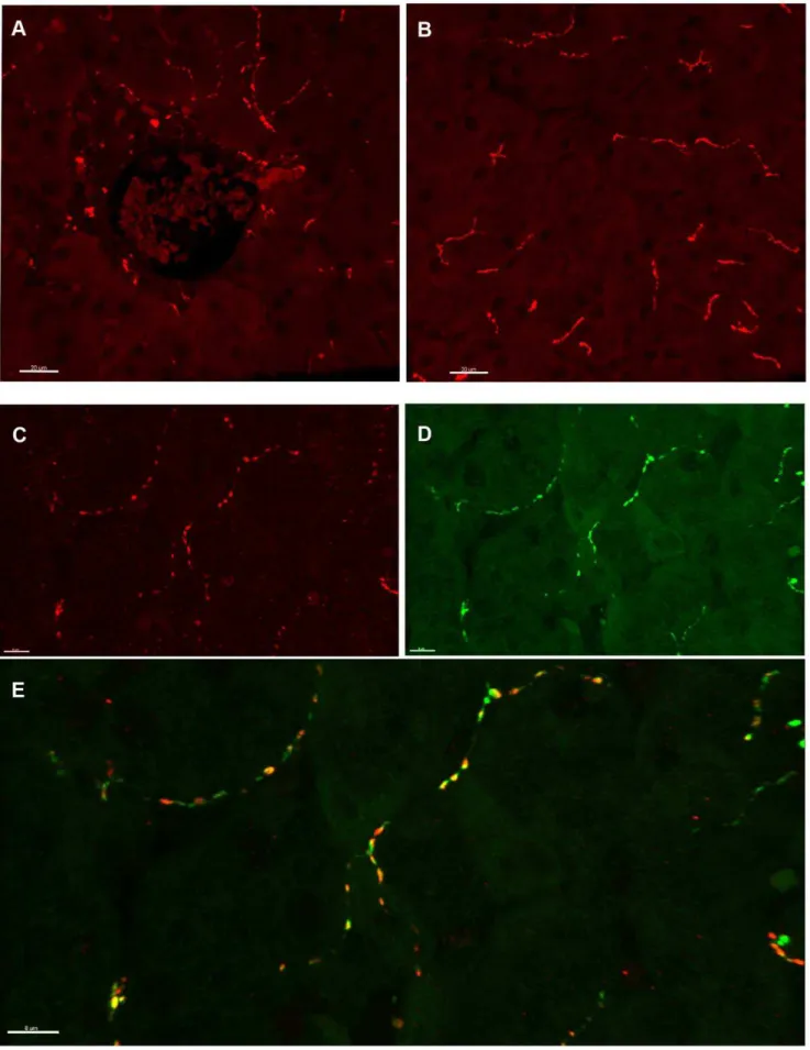 Figure 3. Hepatic sympathetic innervation in the one-year old juvenile macaque. (A-B) Representative image of TH immunoreactive nerve fibers in the portal region (A) and parenchyma (B) in juvenile liver