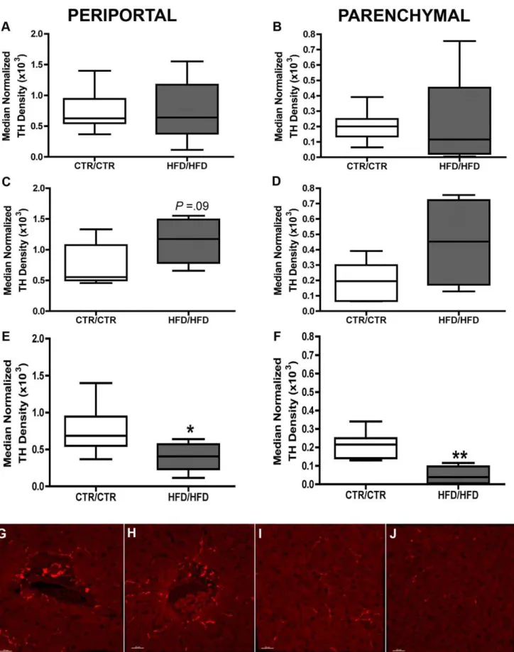 Figure 4. Quantification of the density of TH nerve fibers between CTR/CTR and HFD/HFD diet groups in the juvenile macaque liver
