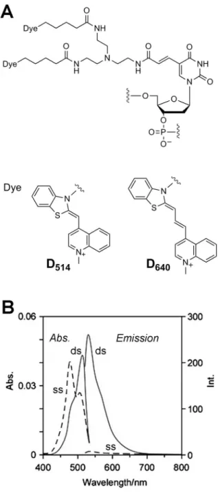 Figure 1. Structure and photophysical properties of ECHO probes. (A) Molecular structure and photophysical properties of D 514