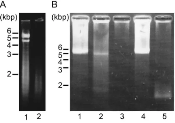 Figure 3. Nucleic acids analysis of Csp07DNAVgenome. (A) Csp07DNAV genome. Extracts of DNA (lane 1) and RNA (lane 2)
