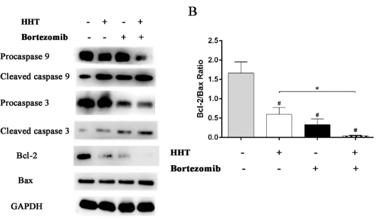 Fig 5. Effects of HHT and Bortezomib on caspases and Bcl-2 family proteins. HHT and Bortezomib simultaneously actived caspase 9 and caspase 3, induced the up-regulation of Bax protein and the down-regulation of Bcl-2 protein after 72 h exposure