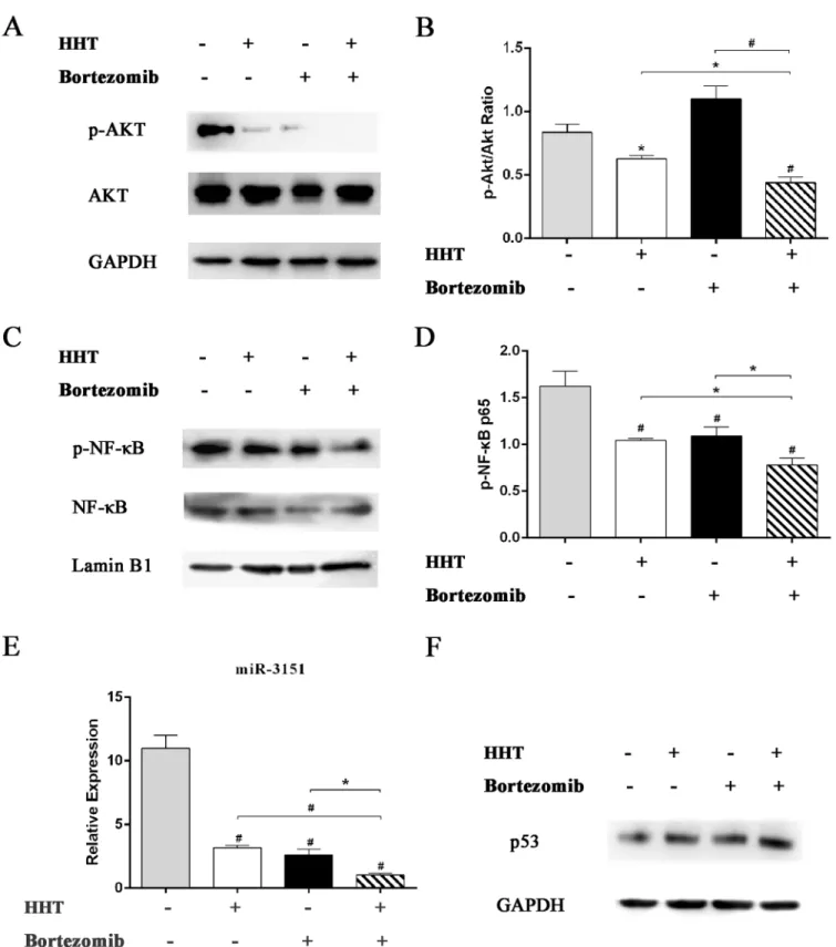 Fig 6. Effects of HHT or Bortezomib on Akt and NF-κB signaling pathway. Western blot analyses of p-Akt, Akt (A and B), p-NF-κB, NF-κB (C and D) and p53 (F) protein expression in SKM-1 cells exposed to 11.55 nM HHT or 1.12 nM Bortezomib for 72 h