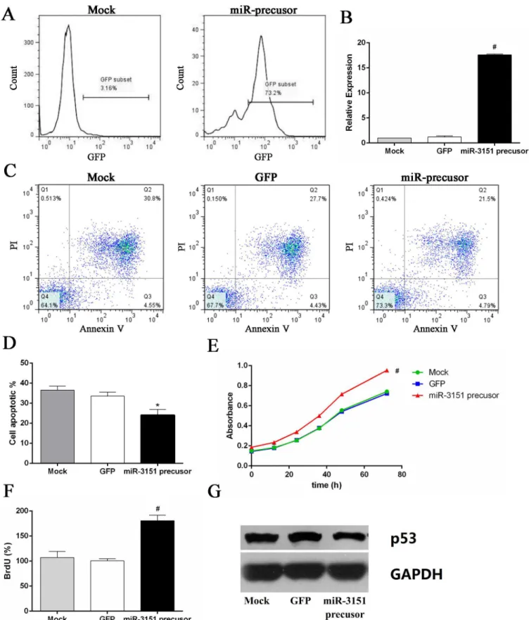Fig 7. Overexpression of miR-3151 promoted cell proliferation and inhibition of p53 protein expression