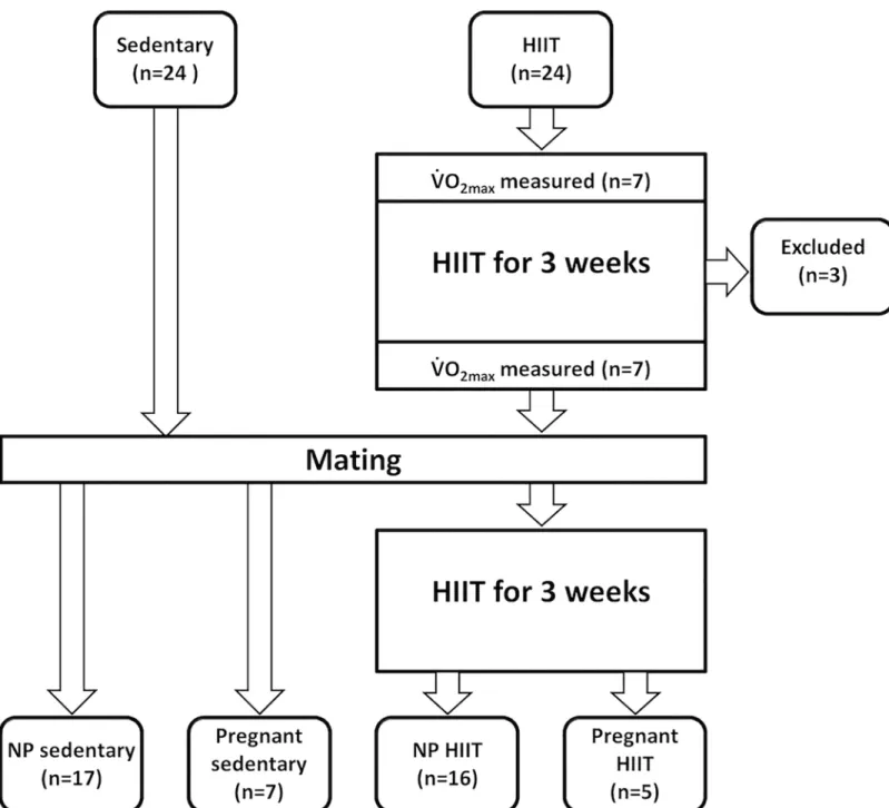 Fig 1. Study design. Flow chart illustrating the design of the study. HIIT, high intensity interval training, _ V _ O 2max , maximal oxygen consumption, NP, non- non-pregnant.