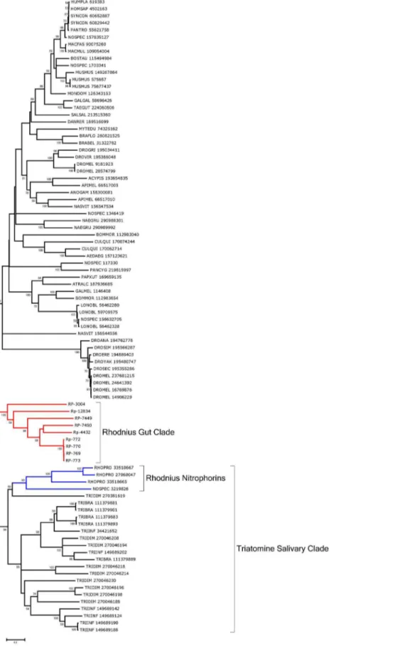 Figure 7. Bootstrapped phylogram of Rhodnius prolixus midgut lipocalins aligned with their best matches to the NR database.
