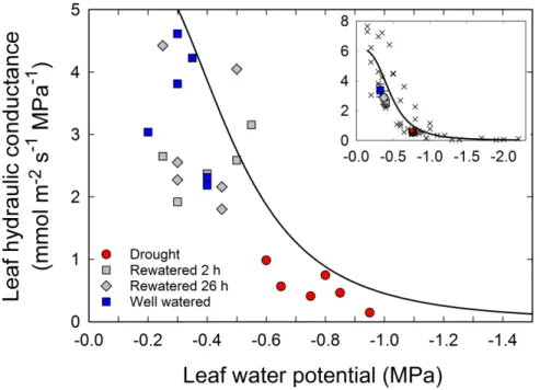 Figure 1. Effect of a change in water availability on leaf hydraulic conductance ( K leaf ) in Populus trichocarpa saplings