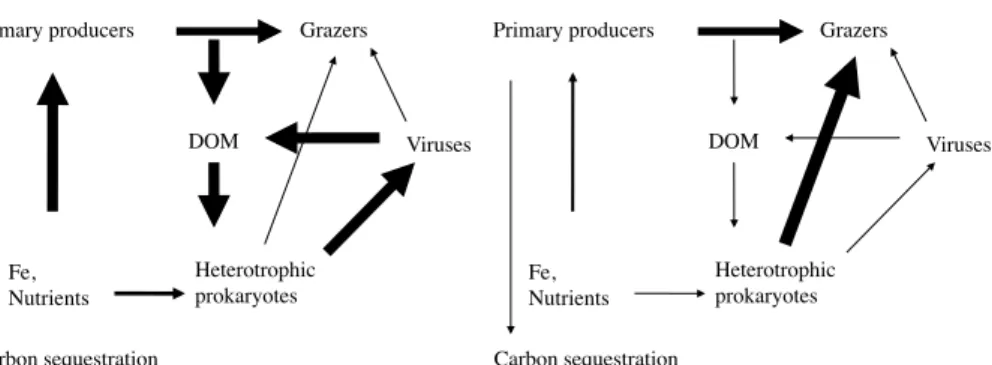 Figure 4. Simple sketch of the carbon and nutrient flow through the microbial food web in the Fe-fertilized (left) and HNLC waters (right)