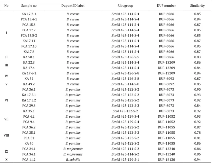 Table 1. EcoRI ribotyping profiles of the Bacillus spp isolated from conjunctiva of diabetic patients 