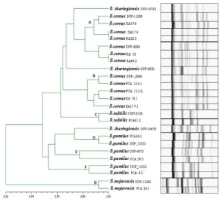 Figure 1.  Cluster analysis of the Bacillus spp isolates from  conjunctiva. Dendrogram based on UPGMA cluster analysis  PCA  24.1  and  PCA  34.1  exhibited  similar  patterns            to those provided by the B