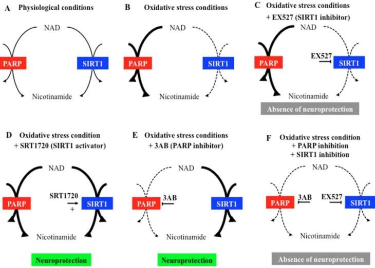 Figure 6. Schematic interrelationship between PARP, SIRT1 and neuroprotection during in vivo cerebral oxidative stress
