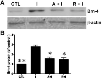 Figure 8. Increase of Brn-4 induced by IGF-1 is attenuated by both AG1024 and rapamycin.