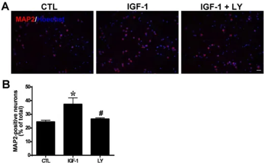 Figure 9. PI3K inhibition decreases IGF-1-induced neuronal differentiation of hippocampal NSCs