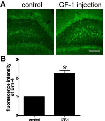 Figure 3. IGF-1 increases Brn-4 expression in adult hippocampus in vivo. IGF-1 (0.5 mg/100 g body weight) was injected to the right side hippocampus of normal adult rat