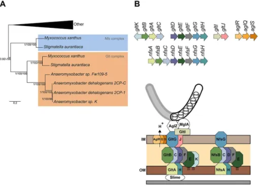 Figure 1. The Nfs complex is a Glt-transducer-like complex. (A) Phylogenetic relationship between the nfs and glt complexes inside the Myxococcales order