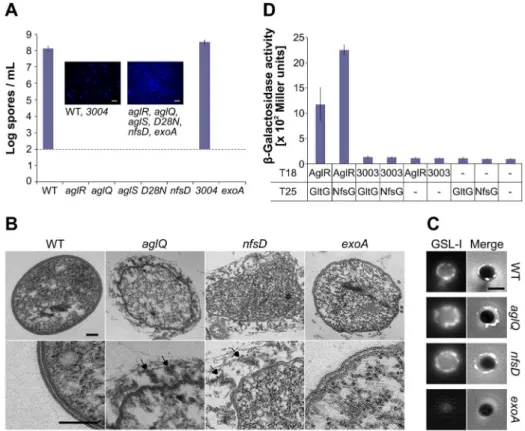 Figure 2. The Agl interacts with Nfs to promote spore coat assembly. (A) Sporulation titers after heat and sonication counted by DAPI staining in various strains
