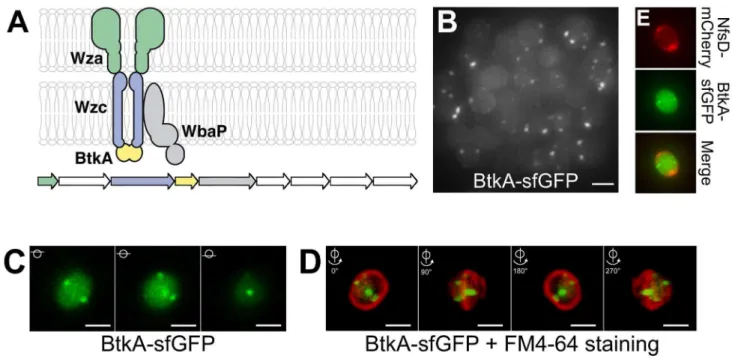 Figure 6. The Exo export system localizes at discrete sites around the spore surface. (A) Predicted structure of the Exo export apparatus and genetic organization of the exoA–I operon