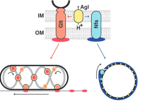 Figure 7. Phase specific interactions between Agl and Glt/Nfs promote motility or sporulation