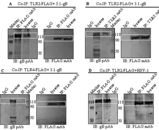 Figure 1. Soluble gB is a biologically active form of the glycoprotein. (A) ELISA reactivity of gBs to anti-gB mAb