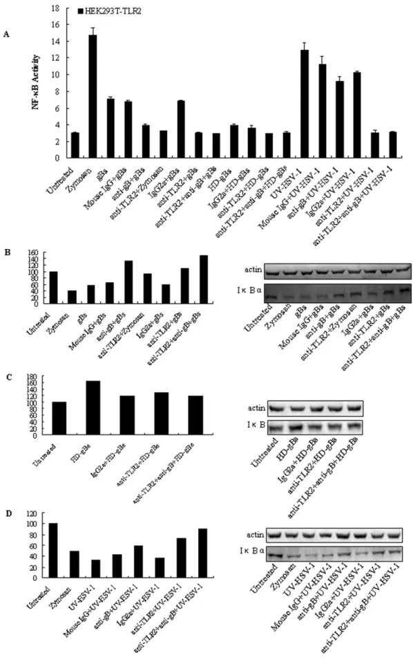 Figure 5. Antibody blocking abrogates NF-kB activation by the HSV-1-encoded gB. (A) HEK293T cells were transiently transfected with pCMV1-FLAG-hTLR2 along with the NF-kB reporter gene plasmid