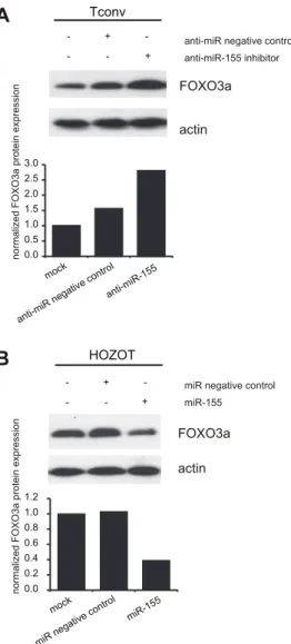 Figure 7. FOXO3a protein expression in normal T cells was also regulated by miR-155. A