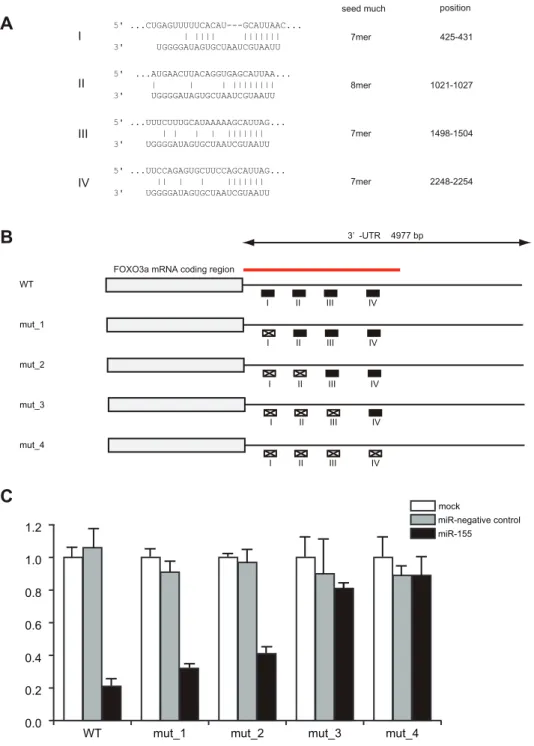 Figure 4. FOXO3a mRNA contains the four binding sites in the 39- UTR relevant for miR-155 mediated repression