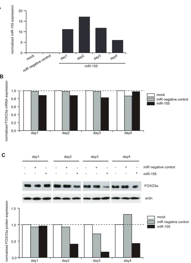 Figure 6. Forced expression of miR-155 downregulates FOXO3a protein expression in JURKAT