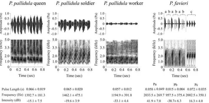 Fig 2. Waveforms and spectrograms of stridulations emitted by Pheidole pallidula castes and Paussus favieri