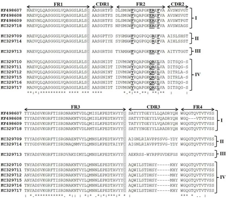Fig 2. Amino acid sequence alignment of anti-BthTX-I and BthTX-II VHHs. The clones were clustered in four groups based on sequence homologies.